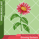 Growing Gerbera